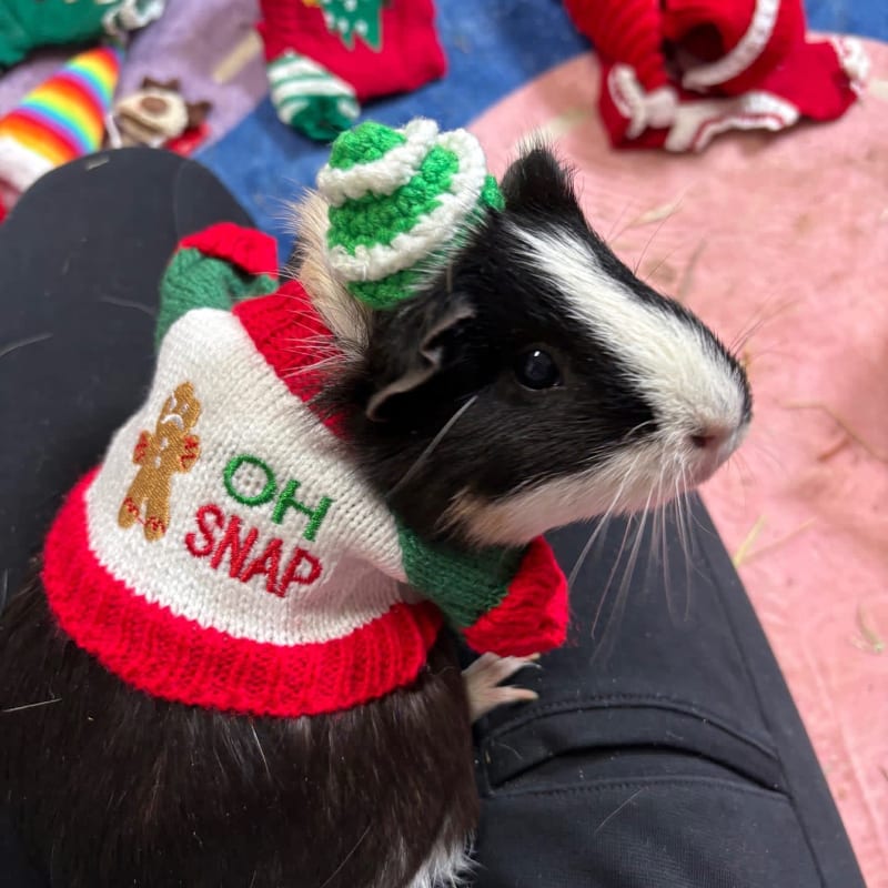 A black and white guinea pig wearing a festive "Oh Snap" sweater and hat sits on a person's lap, with various holiday-themed accessories scattered in the background.