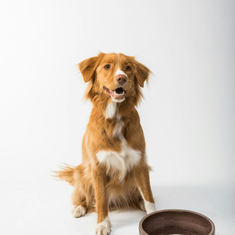 A golden retriever mix dog sitting beside an empty ceramic bowl