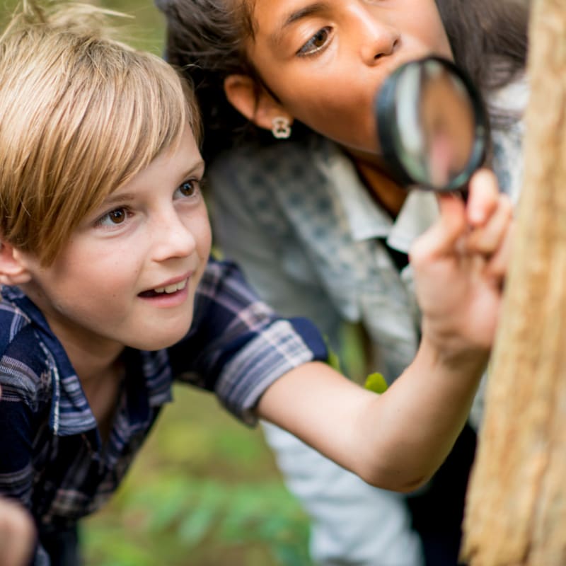 Two children use a magnifying glass to examine a tree trunk against a blurred green forest background.