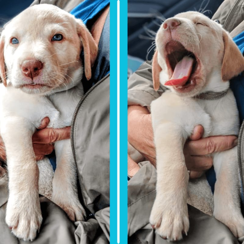 A yellow Labrador puppy is held in a person's arms against a backdrop of grey and blue clothing.