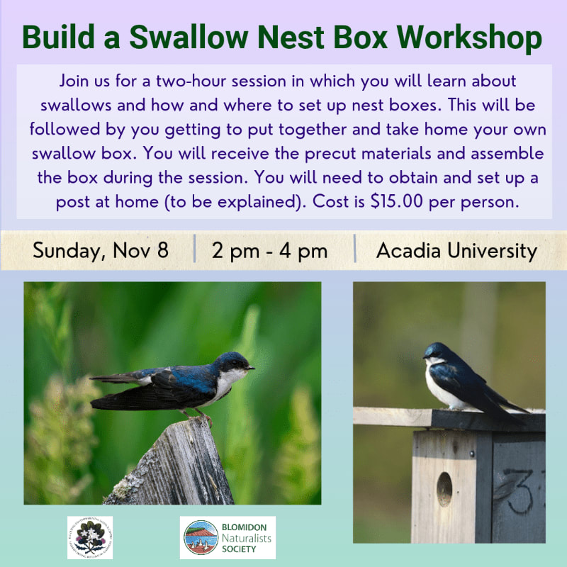 A workshop flyer for building swallow nest boxes features text at the top and two photos of swallows perched on a post and a nest box against blurred green backgrounds.