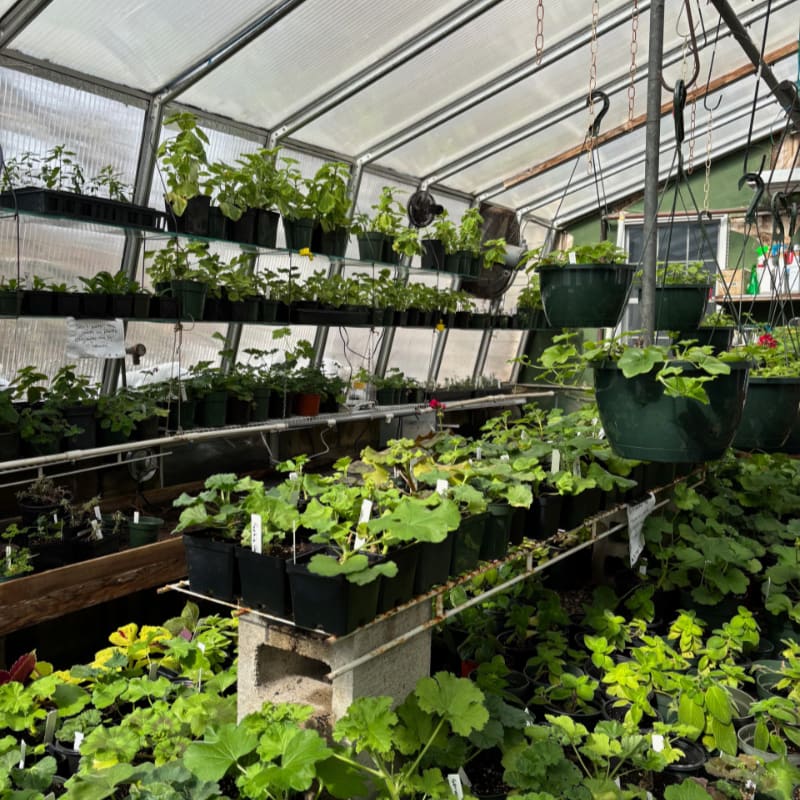 Numerous potted green plants fill shelves and hanging baskets inside a bright, translucent-walled greenhouse.