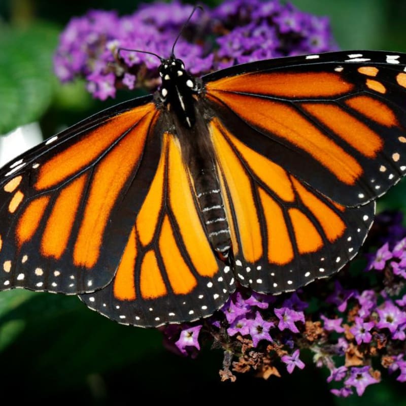 An orange and black monarch butterfly rests on a cluster of small purple flowers.
