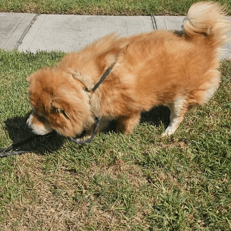 A fluffy golden dog on a leash sniffs the green grass in front of a concrete sidewalk.