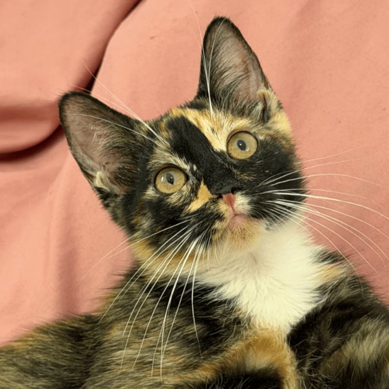 A tortoiseshell kitten with a white chest looks upward against a soft pink fabric background.