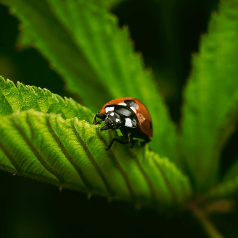 a lady bug sitting on top of a green leaf