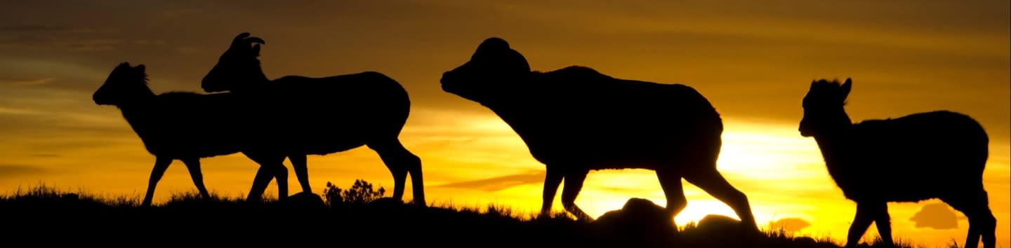 Wyoming Wild Sheep Foundation