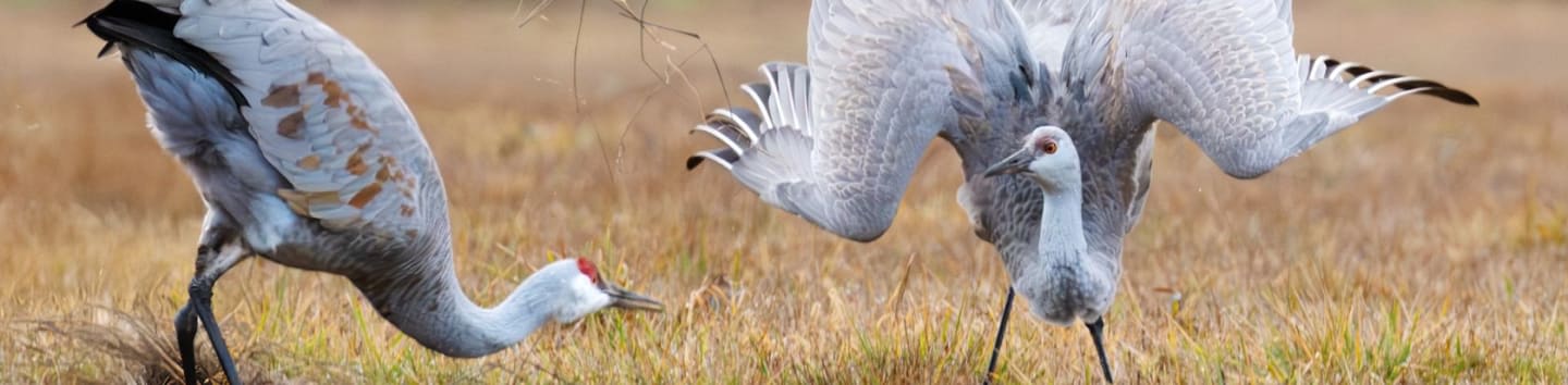 Friends of Ridgefield National Wildlife Refuge