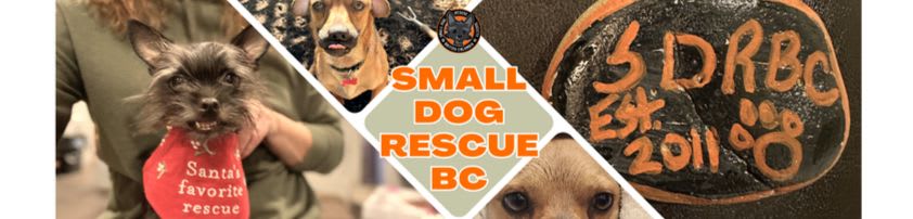 Small Dog Rescue BC