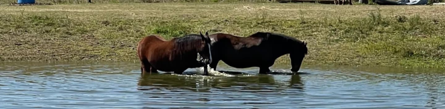 Sixteen Hands Horse Sanctuary Inc