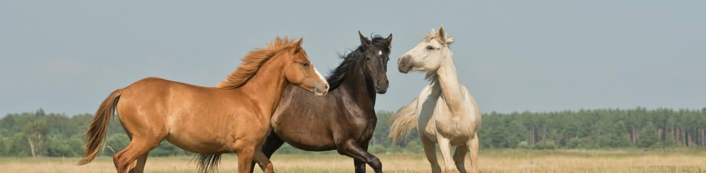 The Horse Of Many Colors