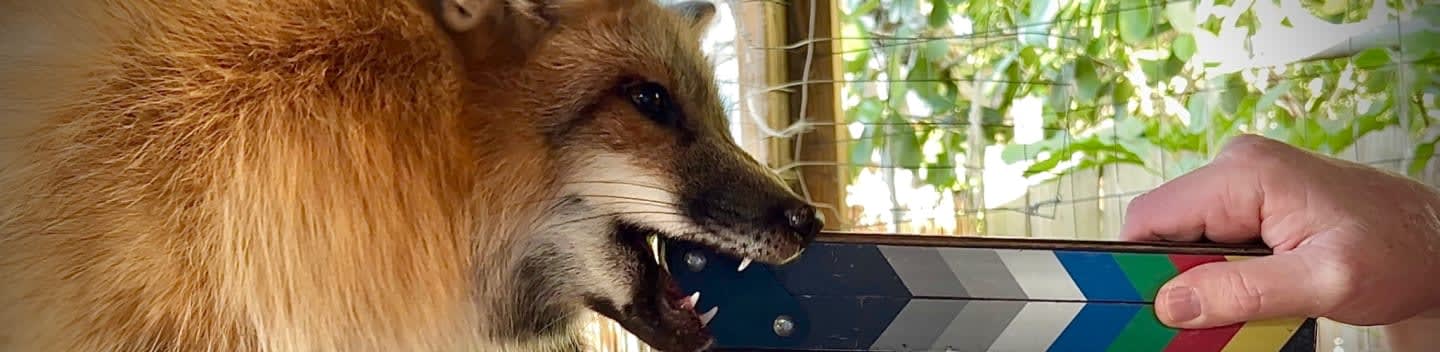 Pawsitive Beginnings