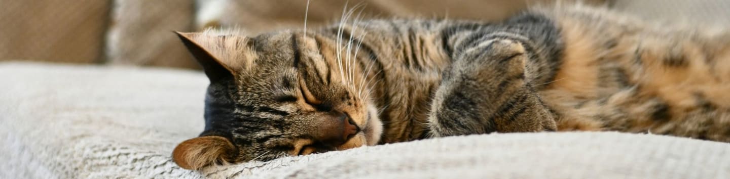 Refuge pour chats de Verdun