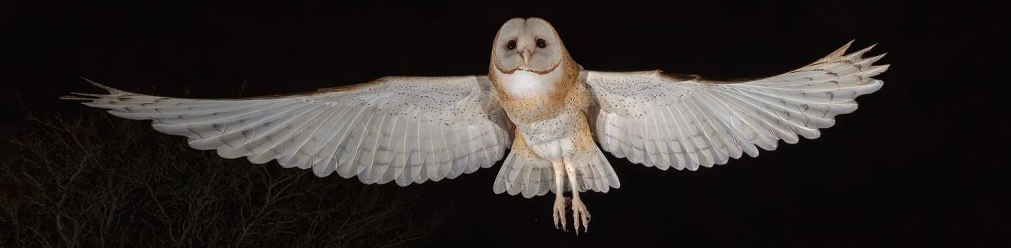 Wildlife in Focus