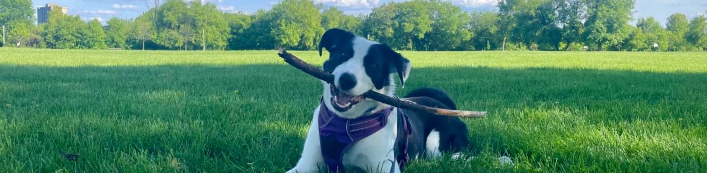 9262806 Canada Foundation - Rocky Road Rescue