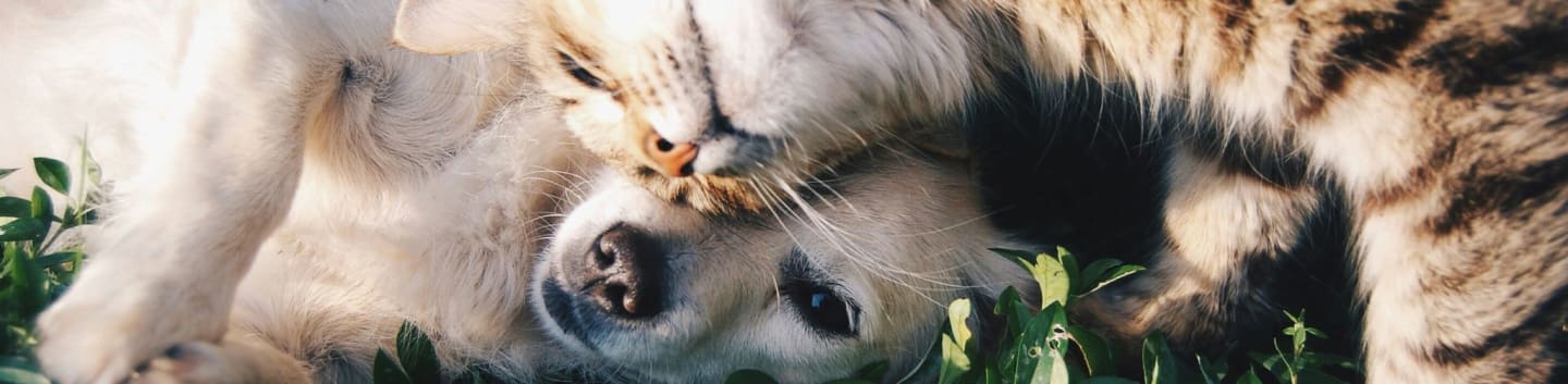 National Animal Welfare Society of the US