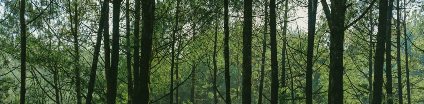 Friends Of Maybury State Park Inc