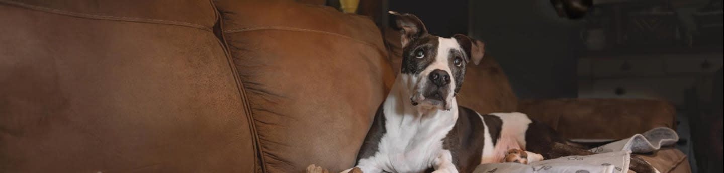 Rocky & The Bark Bunch, Inc.