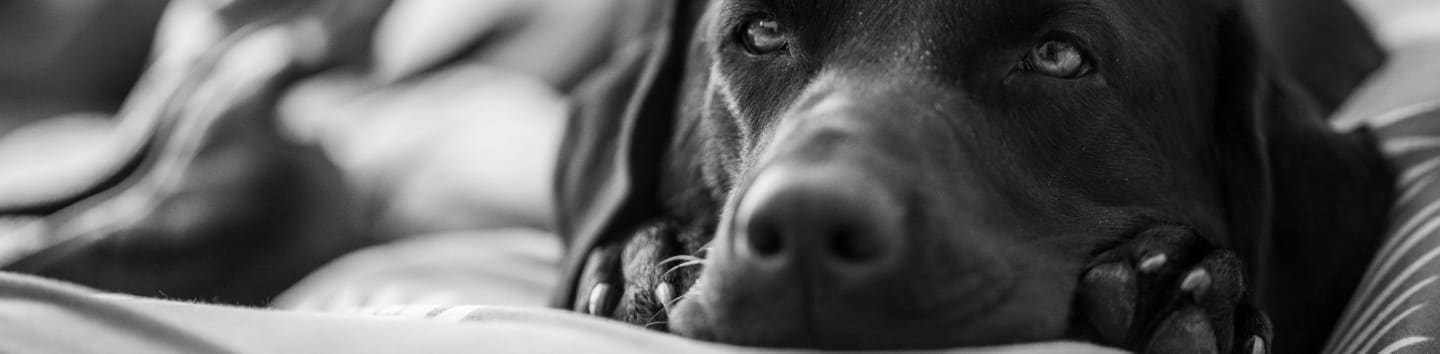 Midwest Labrador Retriever Rescue
