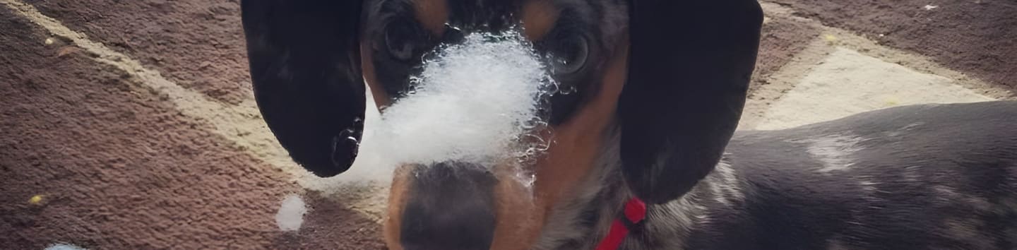 Alberta Dachshund Rescue