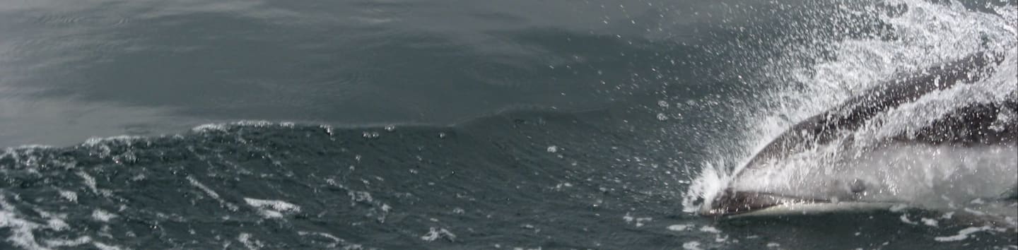 American Cetacean Society - Puget Sound Chapter