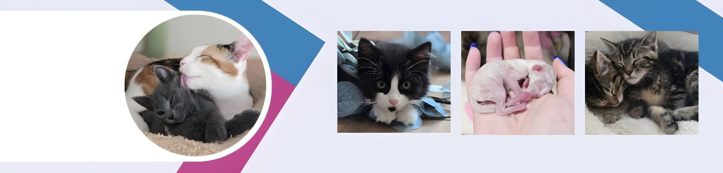 Thalia Barn Cat Rescue Society