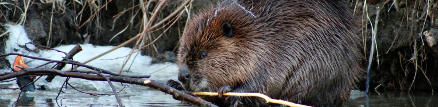 Western Beavers Cooperative
