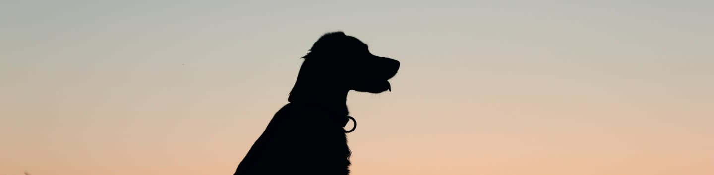 Patches Animal Rescue Inc