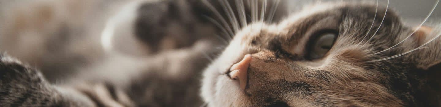 Carbon County Friends Of Animals