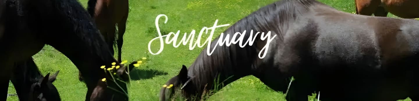 Horse Harbor Foundation