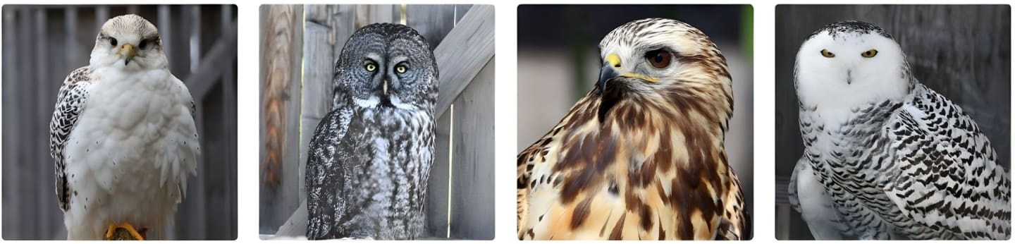 Centre d'interprétation des oiseaux de proie de Godbout