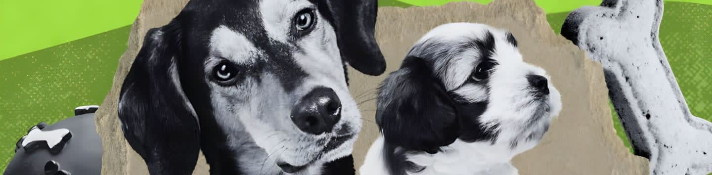 The Animal Protection Center of Southeastern Massachusetts