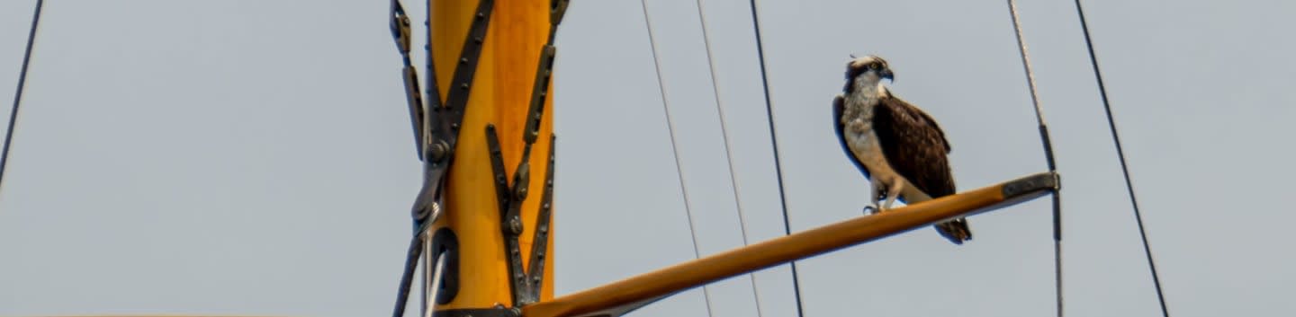 CI Bird Sanctuary
