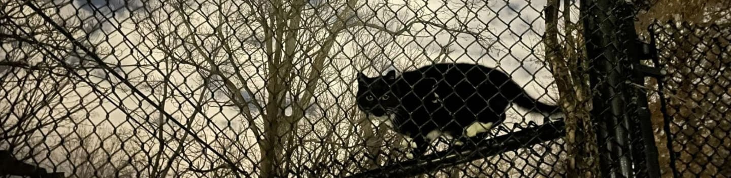 Boston's Forgotten Felines