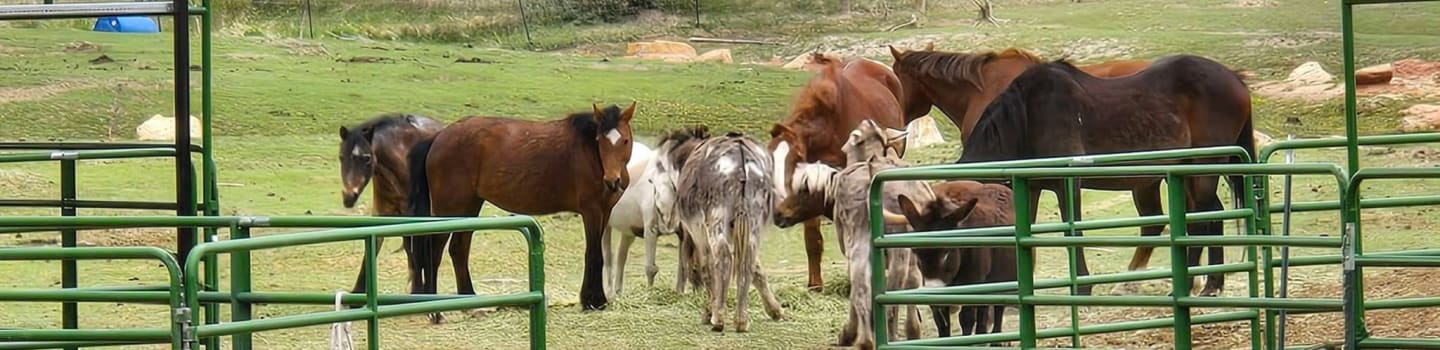 Laramie Home On The Range Animal Haven