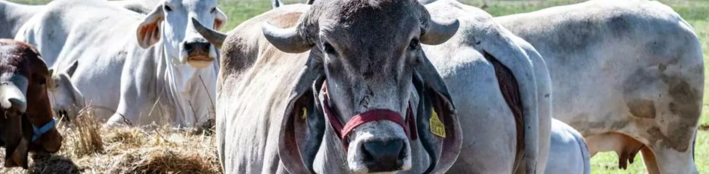 Texas Gaushala