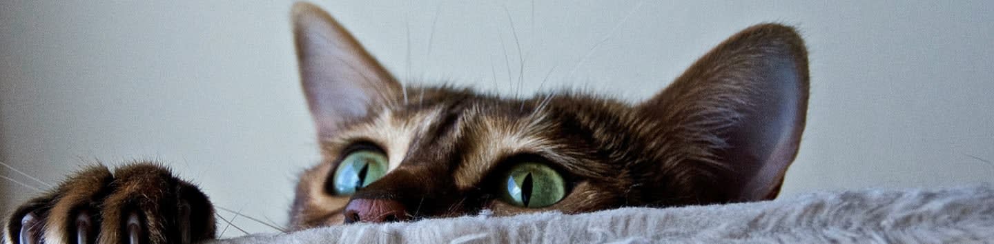 Figaro Foundation