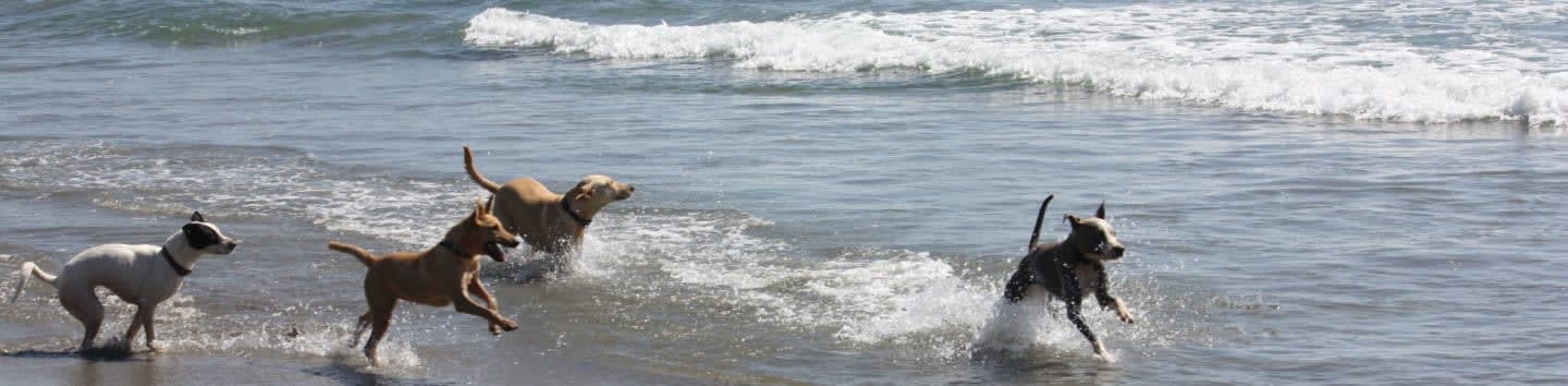 Surfers for Strays, Inc.