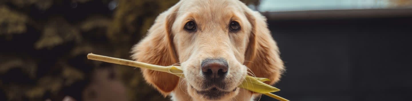 Wilson County Adoption & Rescue Services