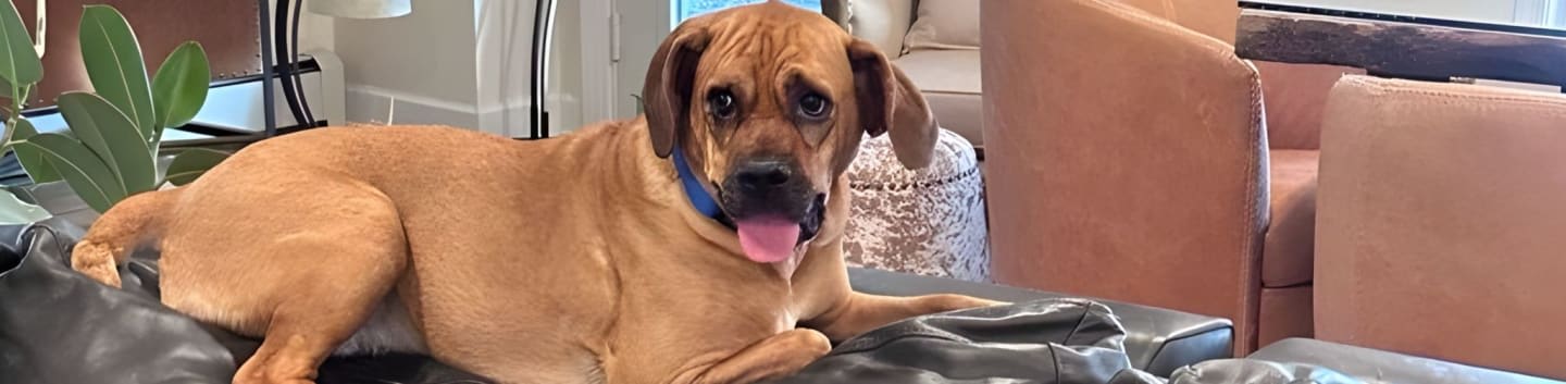 Canine Rescue Of Central Pa Inc
