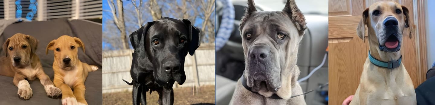 Just Giant Rescue Inc