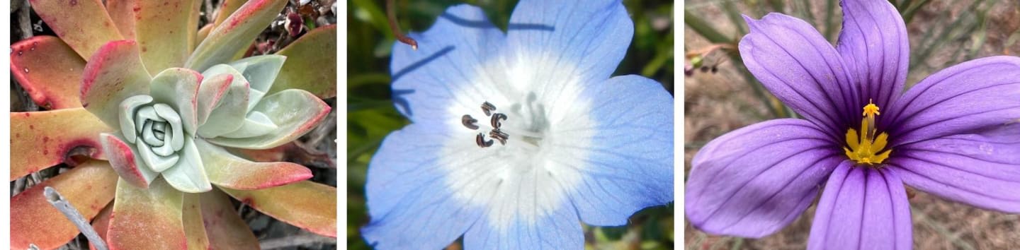California Central Coast Chapter of The Wildlife Society