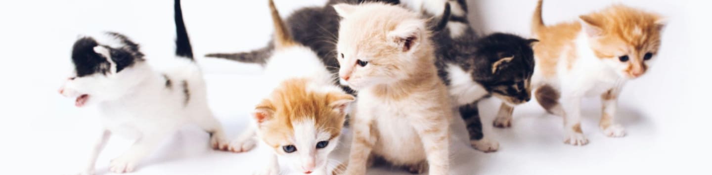 Friends of Rescue Animals