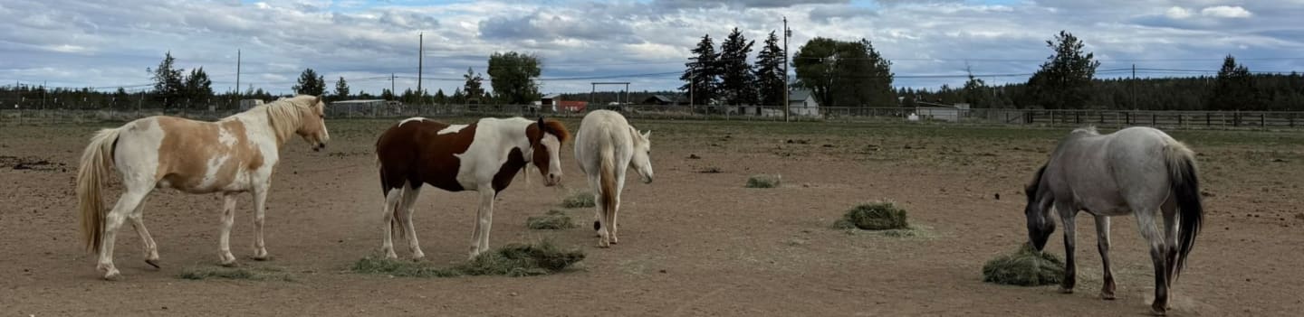 3 Sisters Equine Refuge