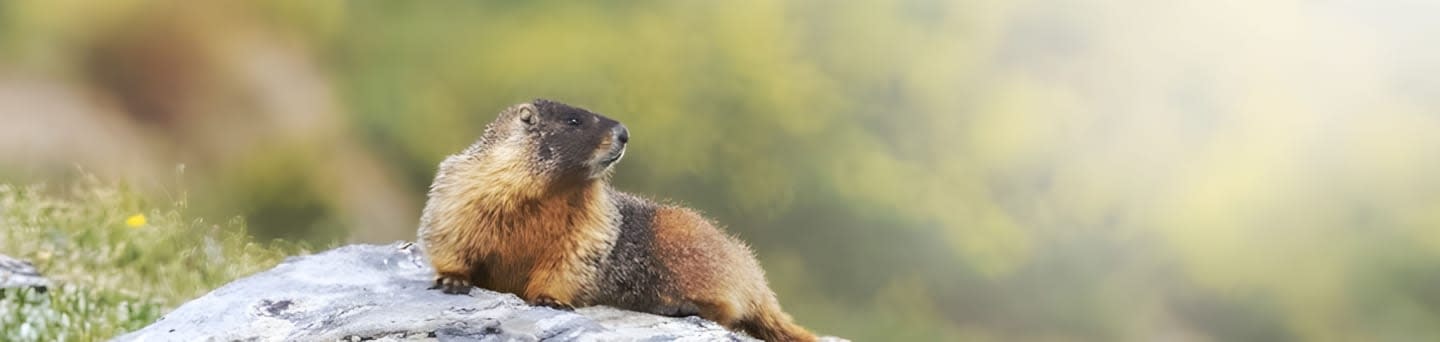 Science for Colorado Wildlife