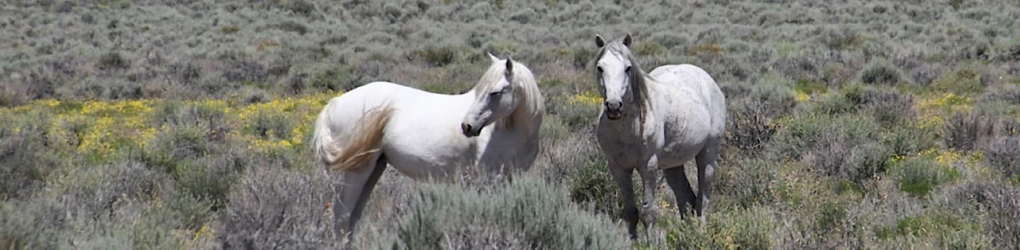 Save America's Wild Horses