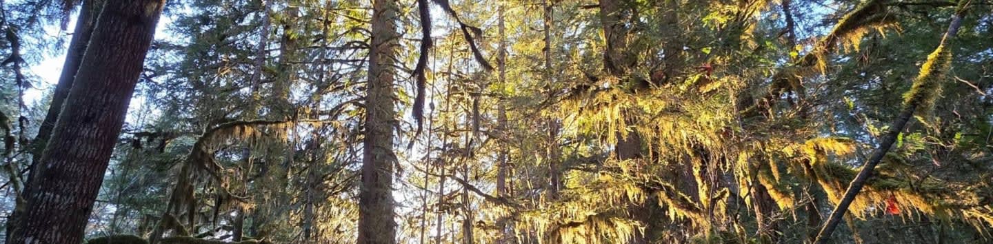 Rooted Ways an Indigenous Cultural and Ecological Initiative