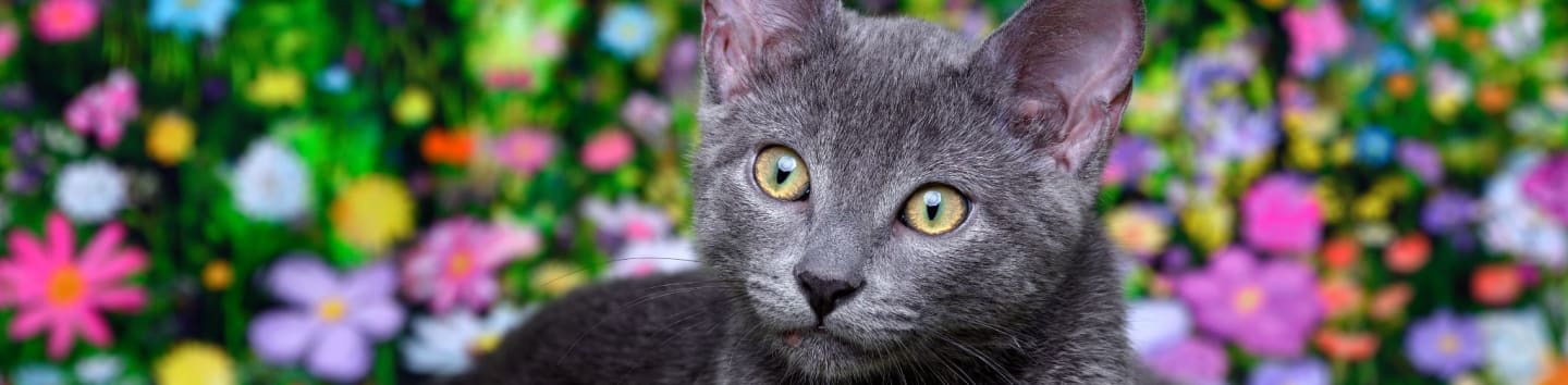 Mission Meow Cat Rescue And Adoptions Inc