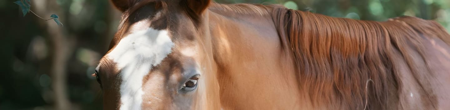 Red Heart Horse Retirement, Rehab, and Rescue