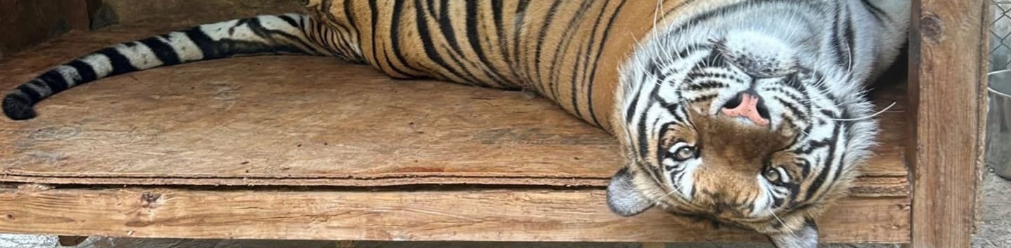 Little Ponderosa Zoo And Rescue Inc